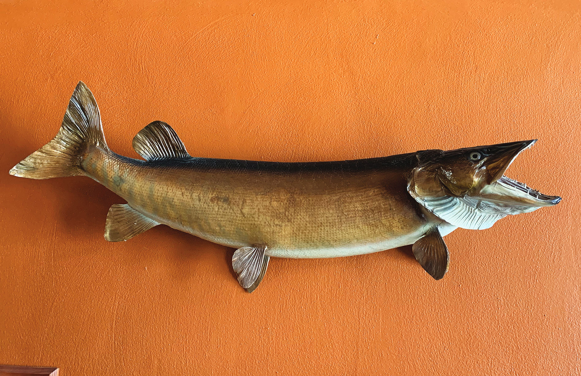 Musky Fishing with Dad